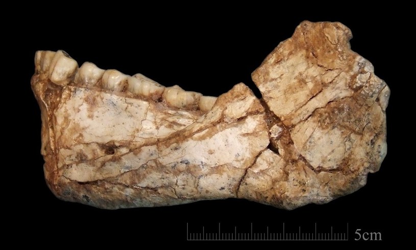 Najstarszy fragment kości homo sapiens /RMF24