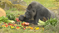Najstarszy goryl świata. Fatou obchodzi 66 urodziny