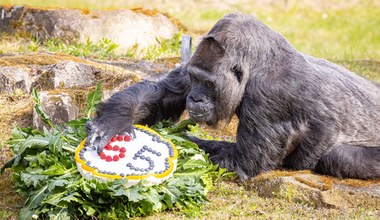 Najstarszy goryl świata obchodzi 65. urodziny