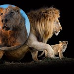 Najstarszy lew na świecie nie żyje. Za bardzo zbliżył się do ludzi