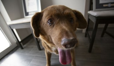 Najstarszy pies na świecie nie żyje. Bobi miał 31 lat