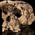 skamielina Najstarszy przodek człowieka. Skanowanie 7-mln skamieliny podważa historię