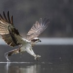 Najstarszy taki ptak w Polsce. Wrócił do nas po latach