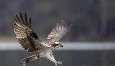 Najstarszy taki ptak w Polsce. Wrócił do nas po latach