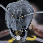 Najstraszniejszy ból na świecie. Tajemnice świata mrówek