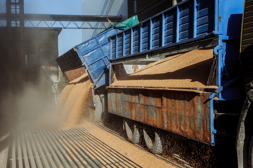 Najważniejszym kierunkiem eksportu pszenicy z Ukrainy i Rosji jest Bliski Wschód i Afryka Północną /123RF/PICSEL