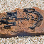 Najwcześniejsze dowody na życie dinozaurów w stadach