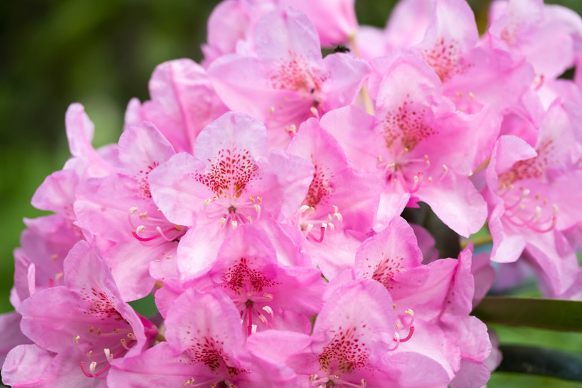 Najwcześniejsze odmiany różanecznika potrafią kwitnąć już na początku kwietnia.
