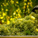 Najwcześniejsze zbiory winogron we francuskim regionie Bordeaux