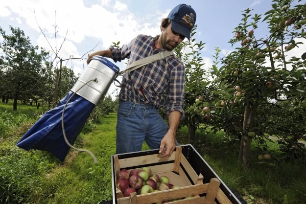 Najwięcej pieniędzy Dariusz zarobił na zbiorach jabłek i gruszek w Holandii /AFP