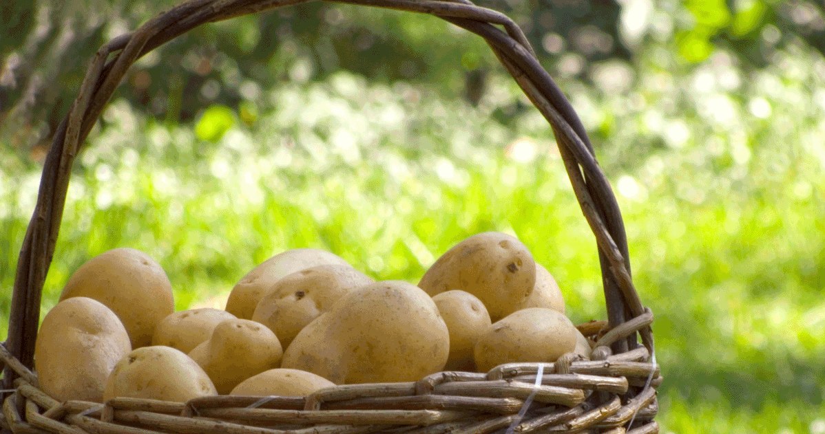 Najwięcej składników odżywczych znajduje się pod skórką. Lepiej więc gotować ziemniaki w mundurkach /123RF/PICSEL