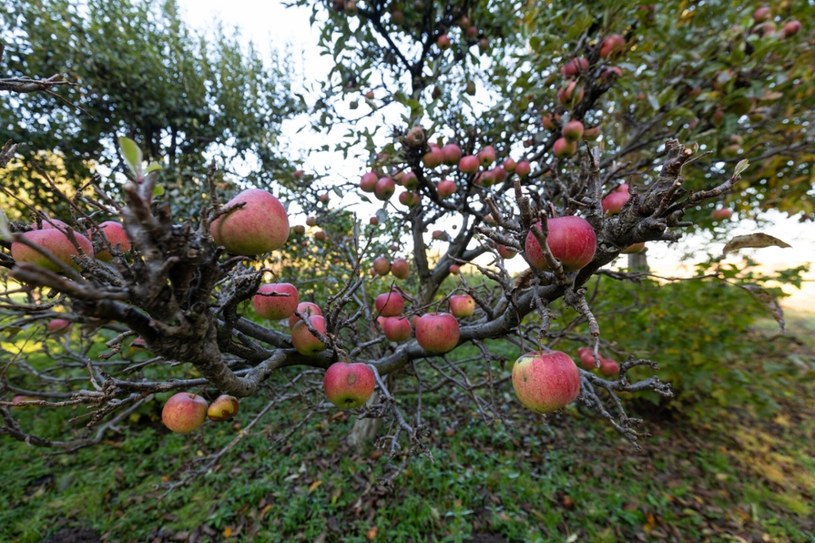 Najwięcej substancji czynnych stosuje się w uprawie jabłoni: ponad 10 kg/ha / Arkadiusz Ziolek /East News