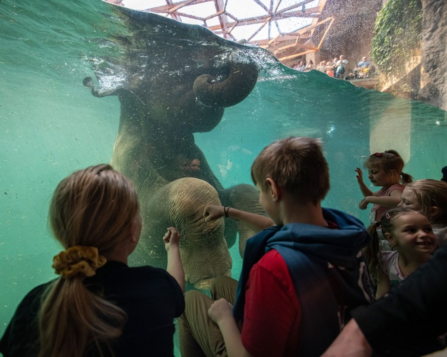 Największa atrakcja łódzkiego ZOO Orientarium to kąpiel słoni i pokaz ich karmienia /lodz.pl /Materiały prasowe