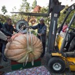 olbrzymia dynia Największa dynia na świecie. Te polskie są w cieniu gigantów