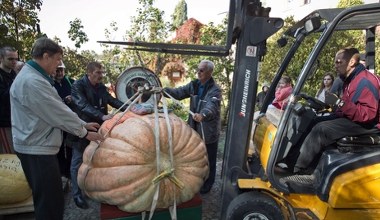Największa dynia na świecie. Te polskie są w cieniu gigantów