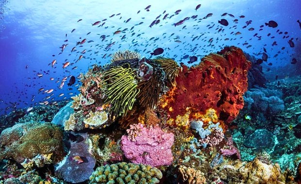 Największa kolonia koralowców na świecie odkryta przez niezwykły duet. Zobacz to cudo!
