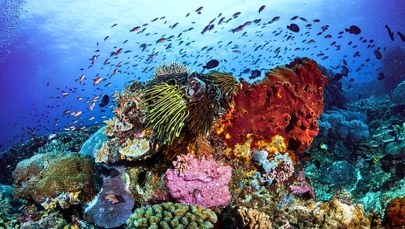 Największa kolonia koralowców na świecie odkryta przez niezwykły duet. Zobacz to cudo!