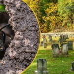 pszczoła Największa kolonia pszczół odkryta na cmentarzu. Pod ziemią są ich miliony