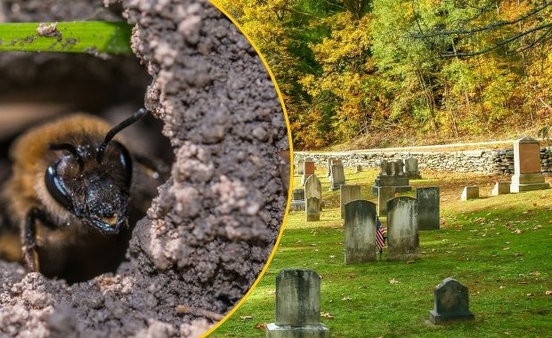 Największa kolonia pszczół odkryta na cmentarzu. Pod ziemią są ich miliony 