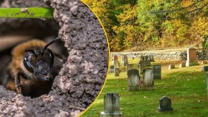 Największa kolonia pszczół odkryta na cmentarzu. Pod ziemią są ich miliony 