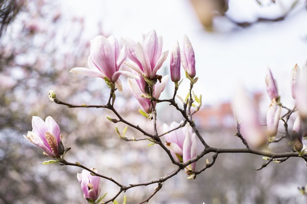 Największa magnolia w Szczecinie rośnie w Parku Żeromskiego, ma osiem metrów wysokości. /Żegluga Szczecińska Turystyka Wydarzenia /