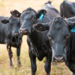 Największa przyczyna marnowania jedzenia. Ta hodowla nie karmi świata