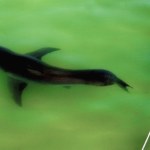 Największa ryba drapieżna świata. Polować może od pierwszych chwil życia