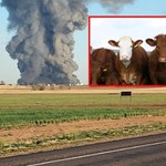 Największa tragedia z udziałem bydła w Teksasie. Spłonęło 18 tysięcy krów