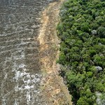 Największa w historii​ wycinka lasów w brazylijskiej Amazonii 