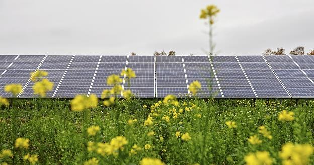 Największa w Polsce elektrownia fotowoltaiczna - PV Delta w Gdańsku /PAP