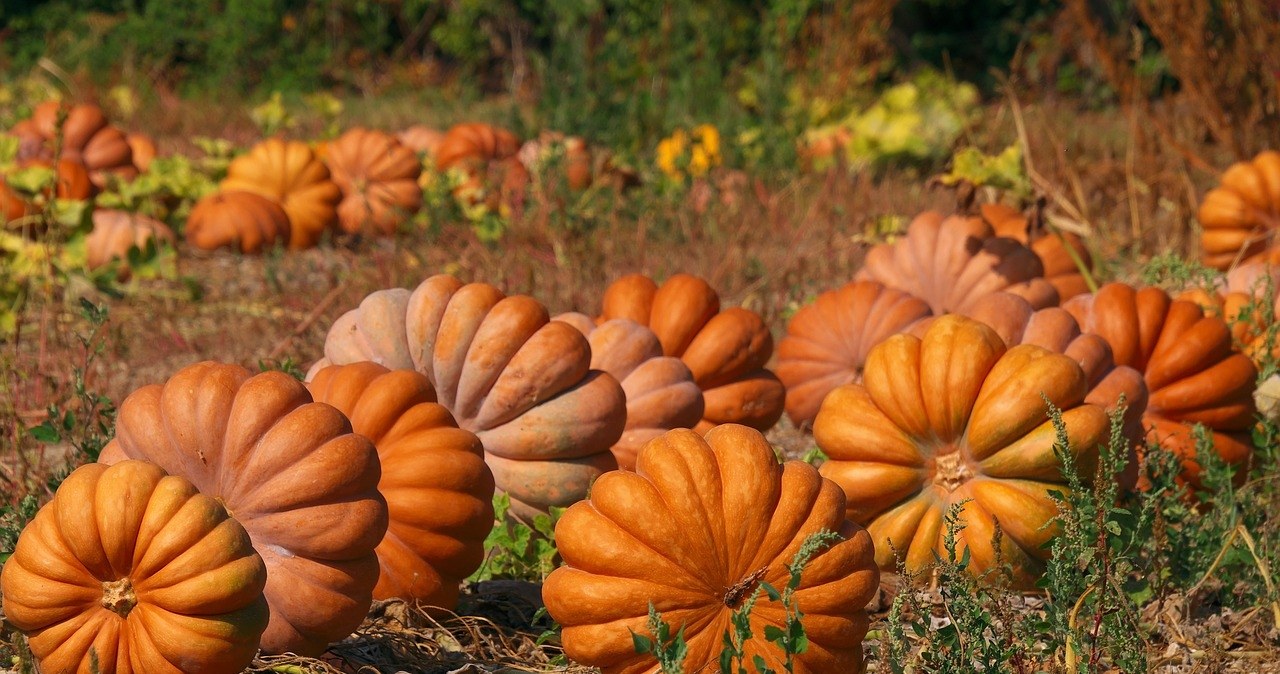 Największa w tym roku dynia wyhodowana na Podkarpaciu ważyła ponad 9 kg /Pixabay.com