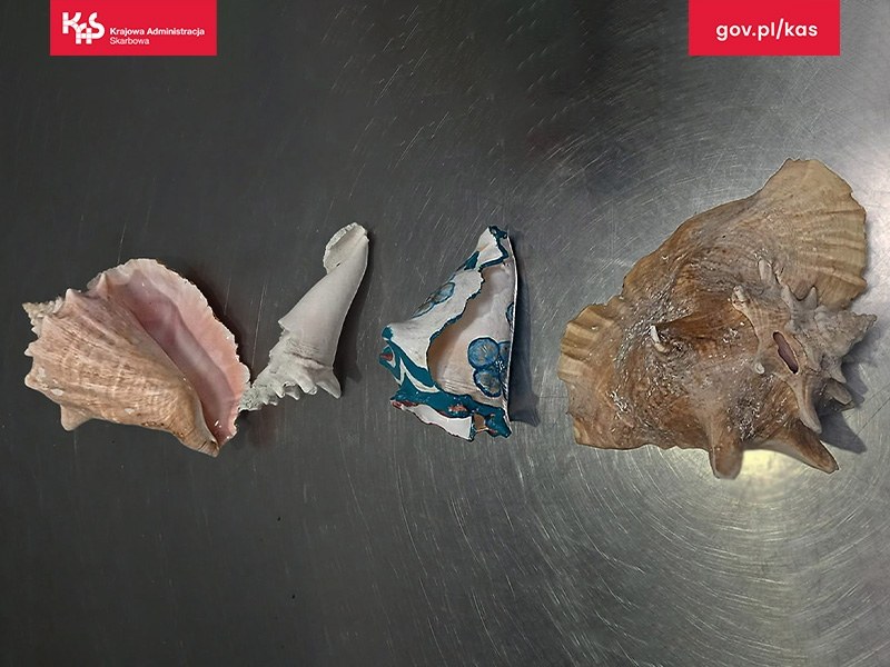 Największa z muszli miała długość 31 cm /KAS