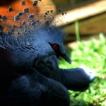 Największe gołębie świata zamieszkały w Warszawie. Mogą ważyć nawet 2 kg
