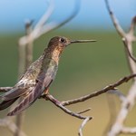 Największe kolibry świata ukryły się w górach. Zadziwiające, co potrafią