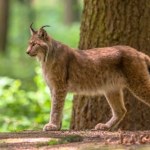 Największe koty Europy wypuszczone w Polsce. Powstaje specjalny ośrodek