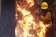 Największe pożary w historii Chile. Płoną lasy w całym kraju