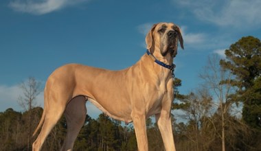 Największe psy na świecie. Niektóre mają ponad 2 metry!