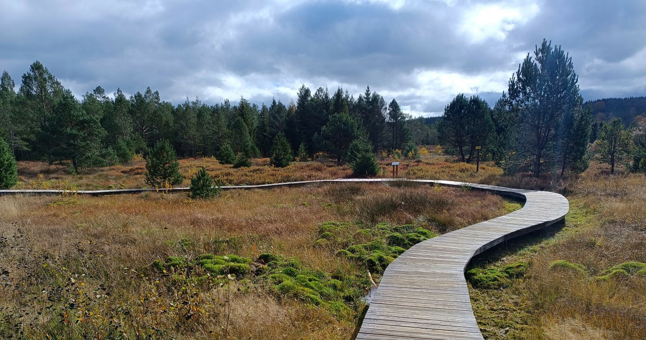 Największe torfowisko w Bieszczadach. To miejsce, gdzie zobaczymy rzadkie gatunki /Adrian Slazok/REPORTER /East News