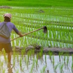 walka ze zmianami klimatu Największe zagrożenie dla ryżu. Wystarczy, że zaleje plantację na 7 dni