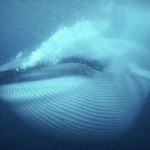 płetwal błękitny Największy gigant świata dokonuje cudów pod wodą. Człowiek by zemdlał
