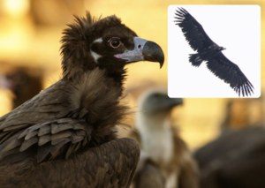 Największy mięsożerny ptak był nad samą Warszawą. Pierwszy taki przypadek w historii