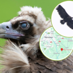 Największy mięsożerny ptak Europy wrócił do Polski. Latał pod Warszawą