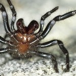Największy osobnik najbardziej jadowitego pająka znaleziony w Australii