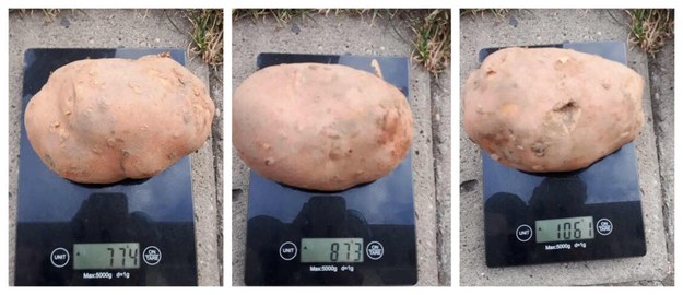 Największy z ziemniaków waży 1061 g. Są też mniejsze po 87 dag i 77 dag /iszczecinek.pl /