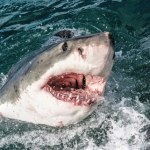 Jersey Największy znany samiec żarłacza wynurzył się blisko wielkiego miasta