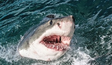 Największy znany samiec żarłacza wynurzył się blisko wielkiego miasta