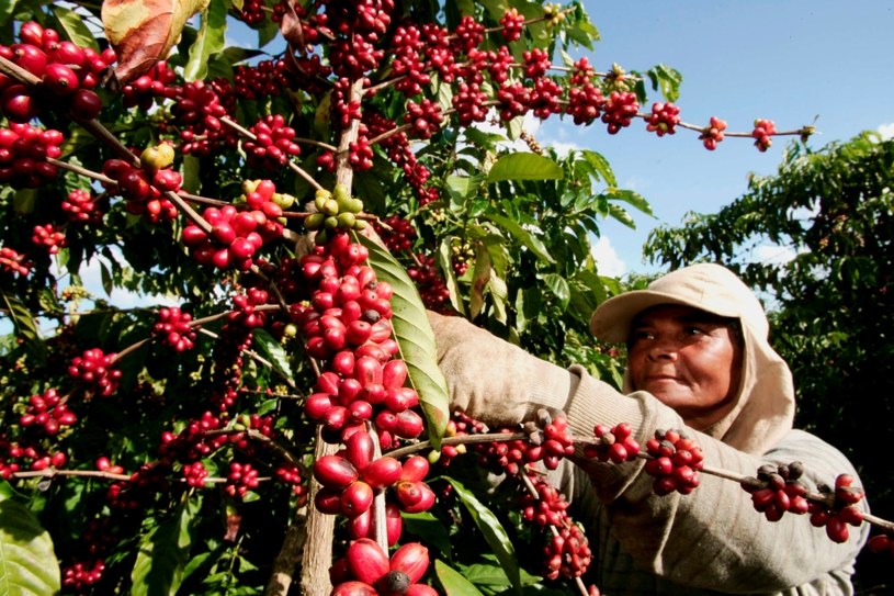 Największym producentem kawy jest Brazylia (zdj. ilustracyjne) /&copy;123RF/PICSEL