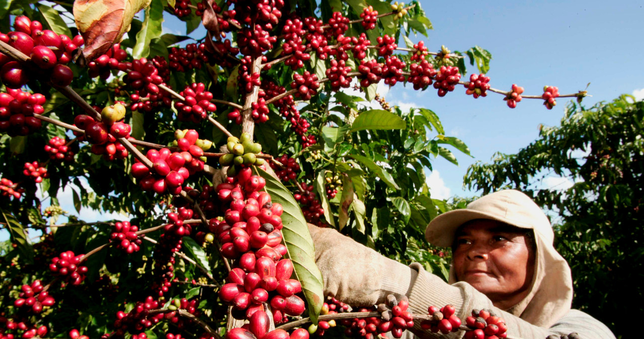Największym producentem kawy jest Brazylia (zdj. ilustracyjne) /&copy;123RF/PICSEL