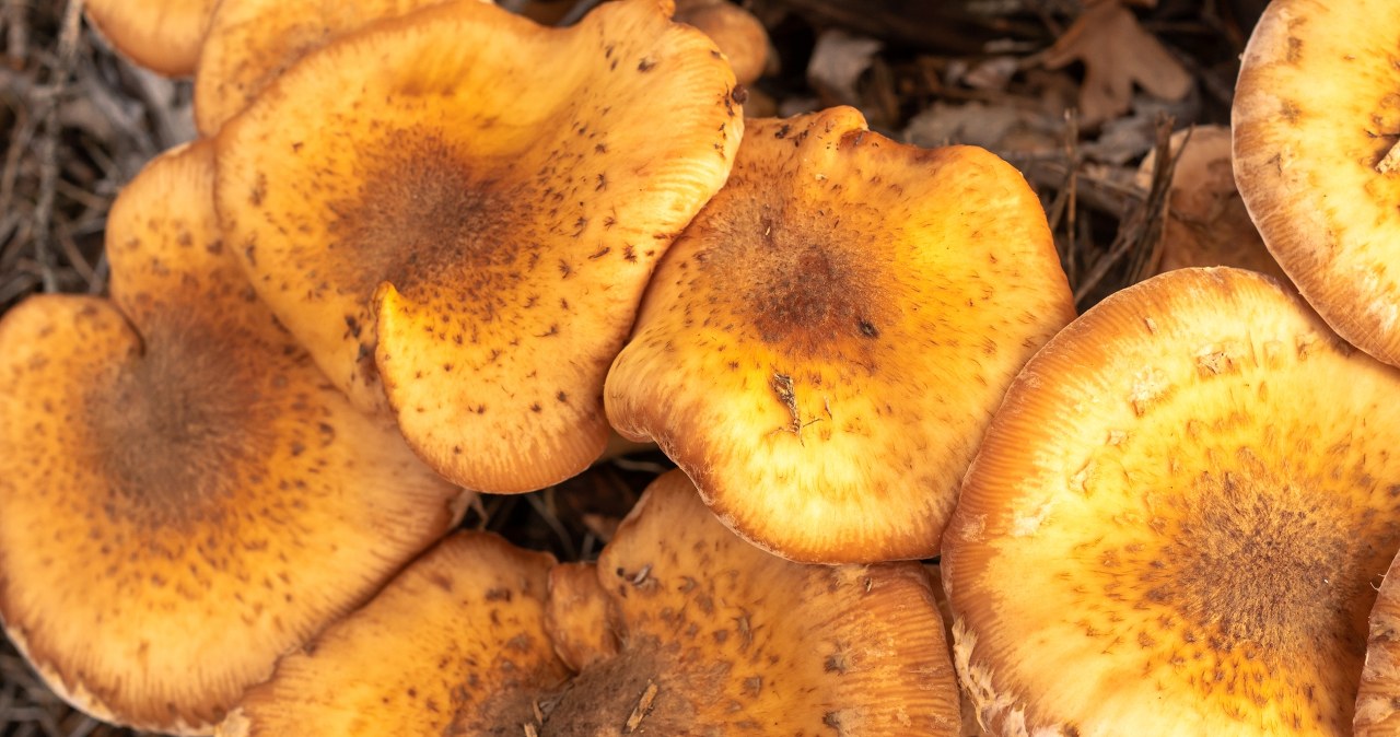 Największym żywym organizmem na świecie jest grzyb /Pixel