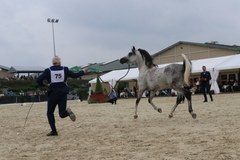 Najwyższe noty dla Wieży Nimf. Drugi dzień pokazów w Michałowicach